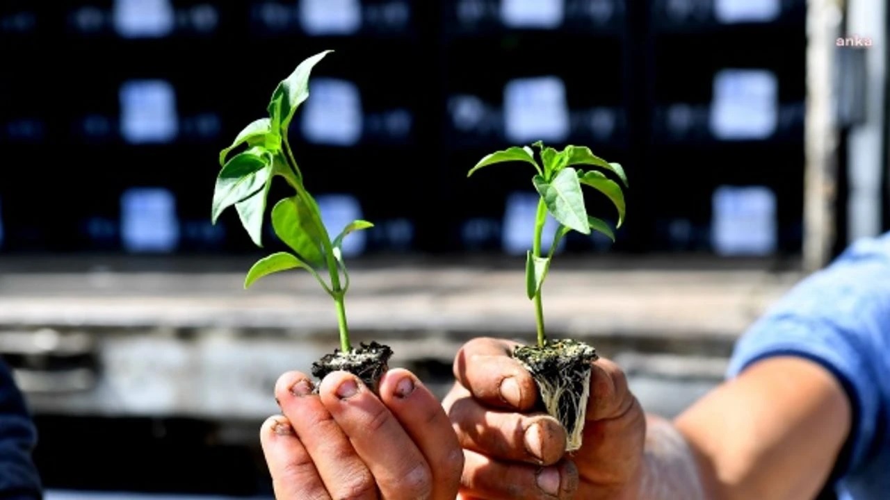 ÇİFTÇİYE %50 HİBELİ FİDE DESTEĞİ